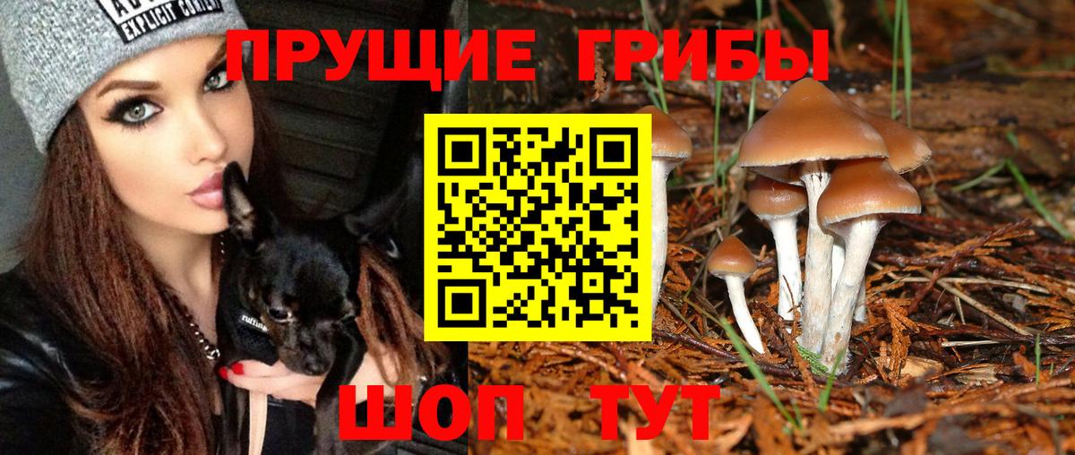 Галлюциногенные грибы Psilocybine cubensis Волжск